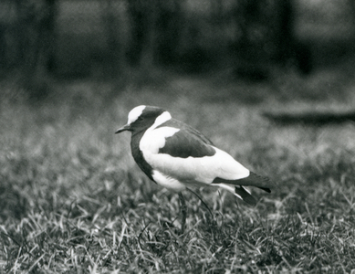A Blacksmith Lapwing standing on grass at London Zoo, August 1927 (b/w photo)