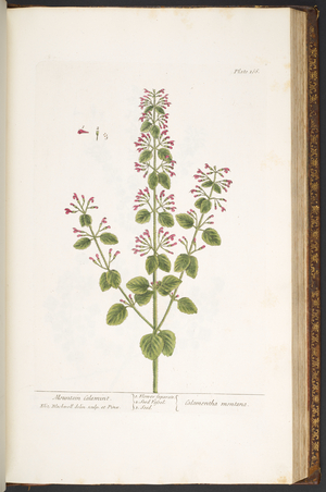 Plate 166, Mountain Calamint, from 'A Curious Herbal', 1737 (coloured engraving)