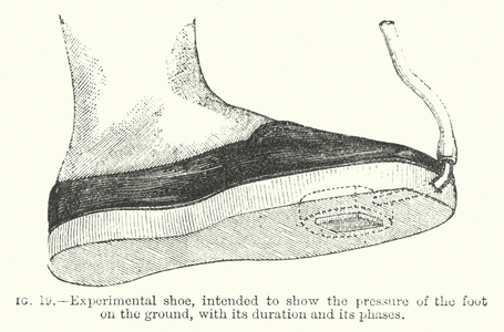 Illustration for Animal Mechanism, A Treatise on Terrestrial and Aerial Locomotion (engraving)