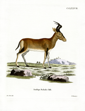 Hartebeest (coloured engraving)