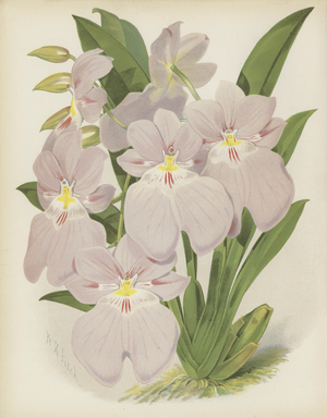 Odontoglossum Vexillarium (chromolitho)