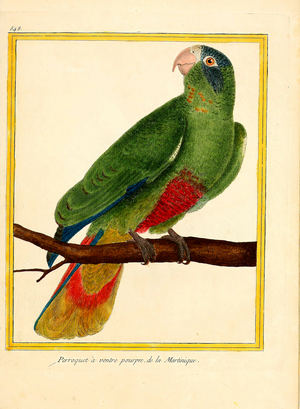 Purple-bellied Parrot from Martinique (print)