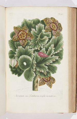 Apocynum , 1737 (engraving)