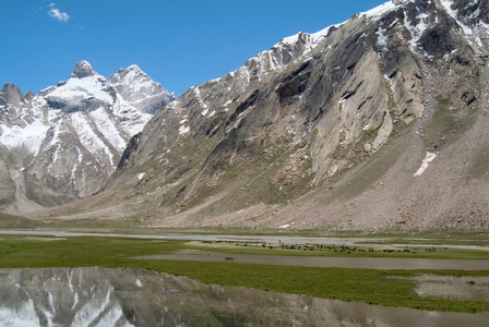 Himalayan landscape: Sheep & goat flock in river plain dwarfed by snowcapped Nun Kun Massif (Great Himalayan Range) seen from nr. Rangdum (aka. Ringdom), Suru/Sangpoo Valley, Western Ladakh, Jammu and Kashmir, India (photo)