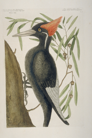 Campephilus principalis