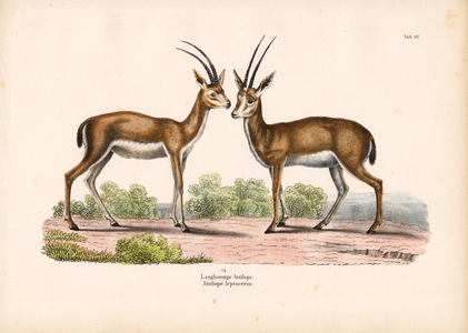 Long-horned Antelope in Savanna Landscape, 1848 (lithography)
