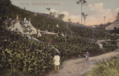 Tobacco Field, Penang (photo)