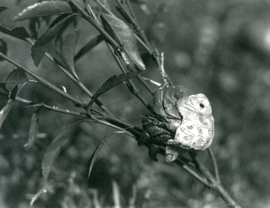 A Land Hermit Crab climbing on a small branch, London Zoo, 1930 (b/w photo)