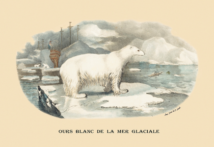 Ours Blanc de la Mer Glaciale (Polar Bear), 1834 (litho)