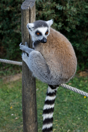 Maki Catta (LEMUR CATTA) in Thoiry zoo park, France