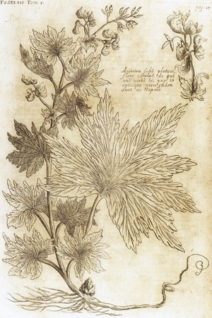 Aconitum. Seventeenth-century engraving in 'Bibliotheca Pharmaceutica-Medica' by J. Jacobi Mangeti. 