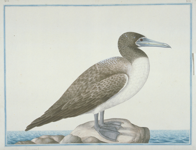 Sula leucogaster