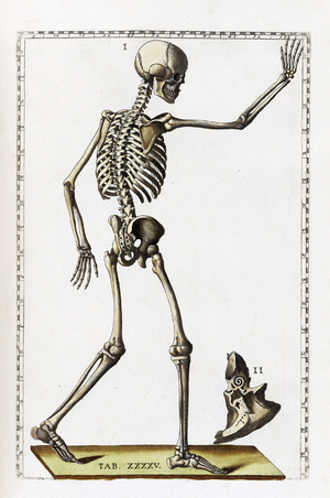Tabulae anatomicae