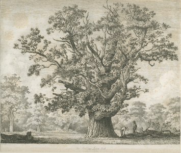 Needwood - Swilcar Oak: etching, nd [c 1820-1850] (print)
