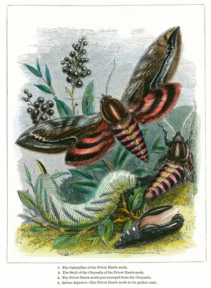 The Butterfly Vivarium (coloured engraving)