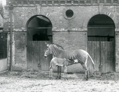 An Endangered Grevy's/Imperial Zebra standing feeding her foal, in their paddock at London Zoo in 1927 (b/w photo)