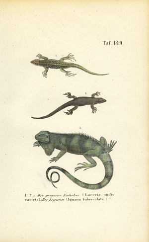 Sand Lizards and Green Iguana, 1850 (lithography)