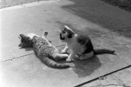 Cats you see on vacation, Germany 1930s (b/w photo)
