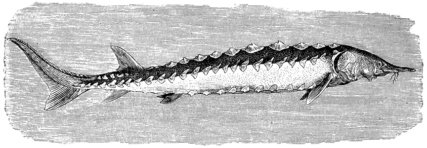 Sturgeon