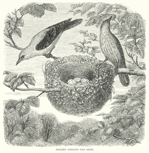 Golden Orioles (engraving)
