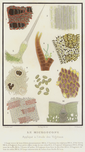 Le Microscope, Applique a l'etude des Vegetaux (colour litho)