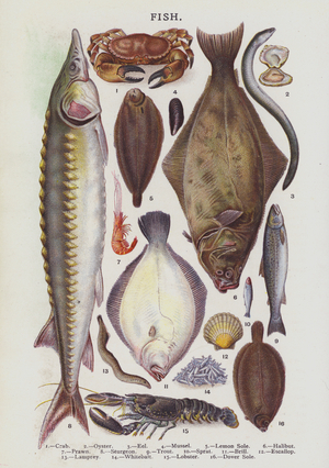 Fish (chromolitho)