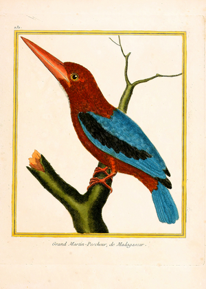 Madagascar Kingfisher (print)
