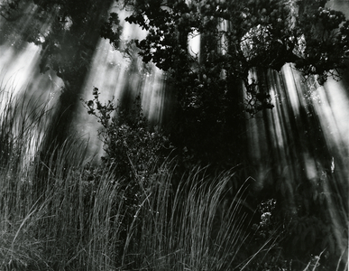 Trees and Plants, Hawaii, 1978 (silver gelatin print)