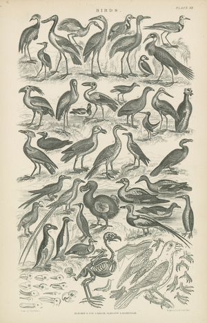 Birds (engraving)