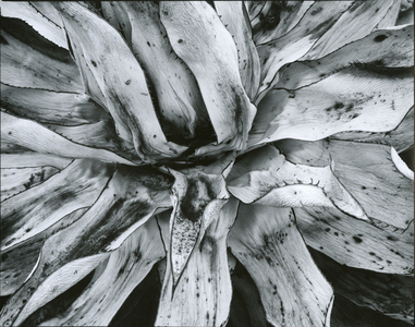 Dead Plant, Baja California, c.1960 (silver gelatin print)