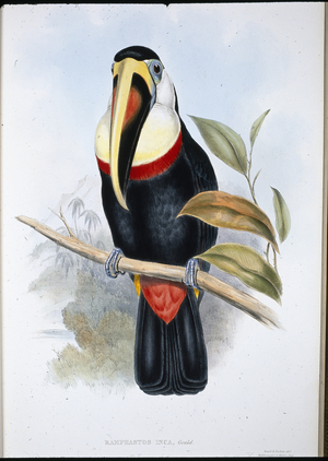 Inca Toucan (Ramphastos inica) (hand-coloured litho)