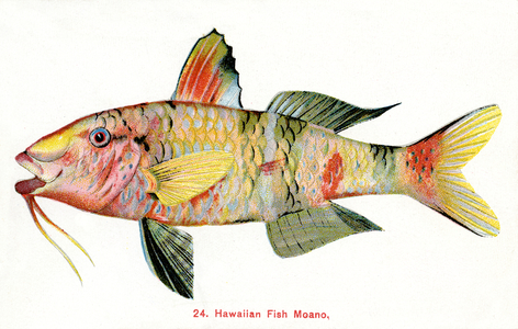 Manybar Goatfish