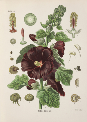 Hollyhock (Alcea rosea), 1887-1898 (Plate)