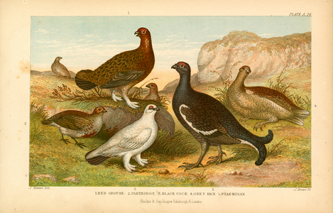 Game birds (colour litho)