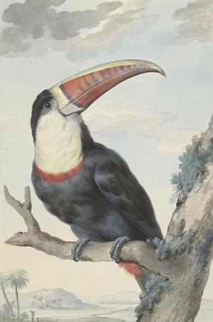 Red-billed Toucan, 1748 (watercolour)
