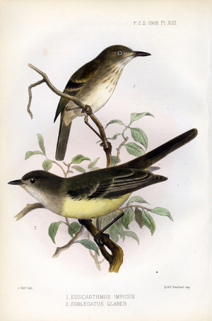 Tyrant Flycatchers (print)
