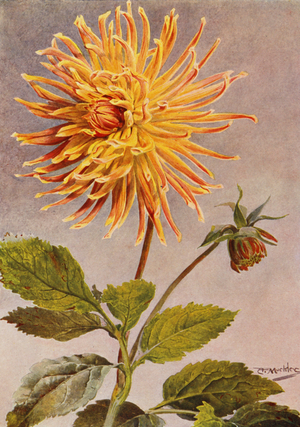 Cactus Dahlia Mrs H L Brousson, Colour, fawn, with a suffusion of Scarlet Crimson (colour litho)