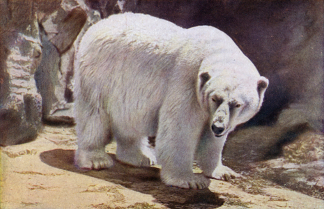 Polar Bear in Lincoln Park (colour photo)