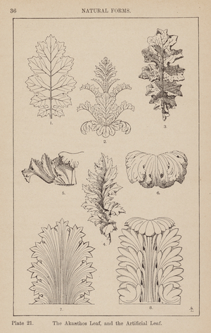 Ornament: Natural Forms, The Akanthos Leaf, and the Artificial Leaf (engraving)