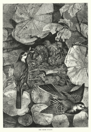 The young cuckoo (engraving)