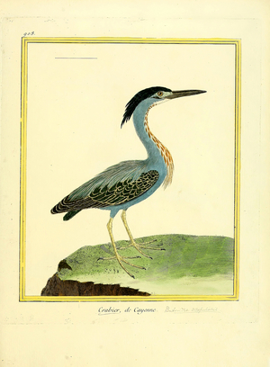 Crab Heron from Cayenne (print)