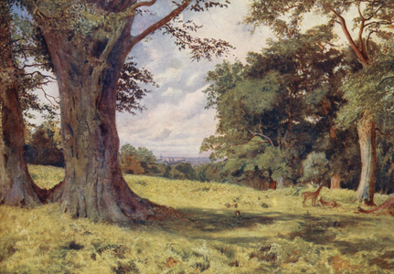A Glade in Windsor Great Park (colour litho)