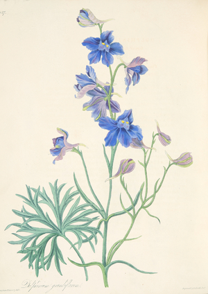 Great Flowered Larkspur, from Floral Illustrations of the Seasons, pub. 1829 (hand coloured engraving)