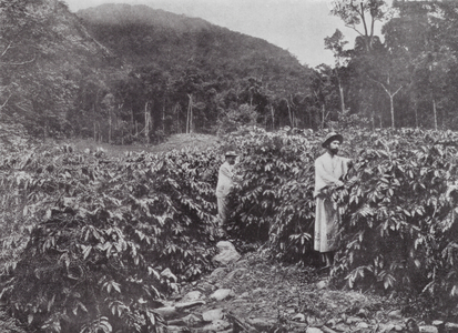 Australia: Coffee Picking, North Queensland (b/w photo)