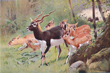 Black Buck, from Wildlife of the World published by Frederick Warne & Co, c.1900 (colour litho)
