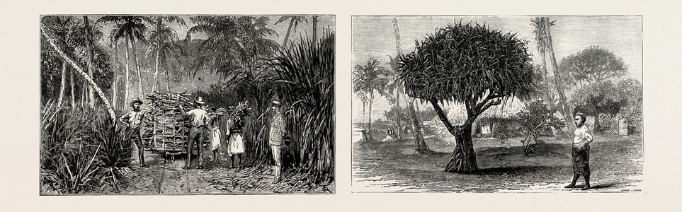 Loading Cane in a Sugar Field, Fiji Islands (Left); Pandanus Tree, Tongatabu, Tonga Islands (Right)