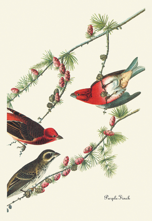 Purple Finch, Audubon