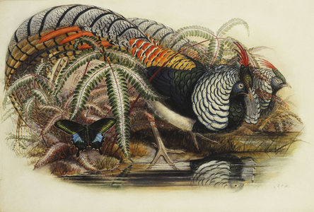 Lady Amherst's Pheasant,  (pencil and watercolour)