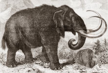Artist's reconstruction of a woolly mammoth (Mammuthus primigenius), from L'Univers Illustre pub. 1867