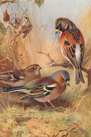 Brambling, Chaffinch (male and female) (colour litho)
